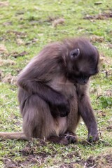 Gelada baboons at Howletts Zoo