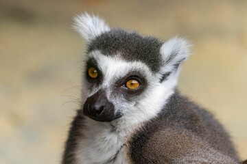 ring-tailed lemur at Howletts Zoo