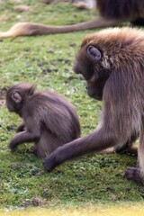 Gelada baboons at Howletts Zoo