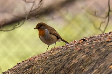 The Red Robin just watching for food