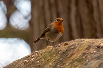 The Red Robin just watching for food