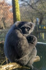 Javan gibbons at Howletts Zoo