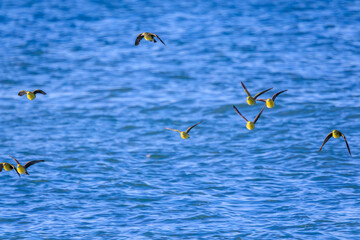 海水のミネラル分を摂取するため、山から波打ち際に飛来してくる美しいアオバト（ハト科）の群れ。
神奈川県の天然記念物に指定。
神奈川県中郡大磯町照ヶ崎海岸にて。
2023年10月21日撮影。

A flock of beautiful White-bellied Green Pigeon fly into the surf from the mountains to ingestion with m