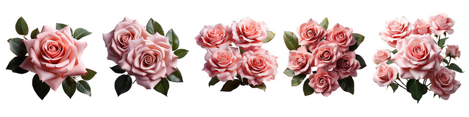 Set of bouquet pink roses bunch roses flower plant with leaves isolated on transparent background. cutout, PNG file. Valentine's day-wedding. Mock up template product presentation. artwork design.