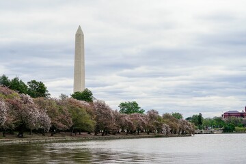 Majestic view of the Washington Monument in Washington from the tidal basin
