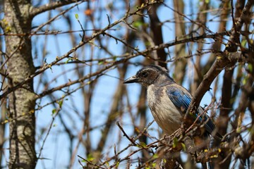 Selective focus shot of Scrub Jay surrounded by tree branches background