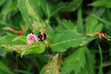 a close up view of a bee on a flower's leaf
