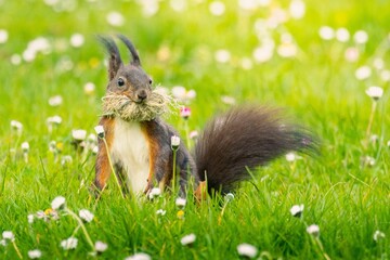 Closeup of a Sciurus vulgaris orientis in a lush green on a sunny day with a blurry background