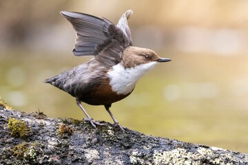 Closeup of a small White-throated dipper perched on a branch with a blurry background