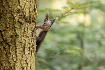 Closeup small squirrel perched on the side of a tree trunk, looking off into the distance