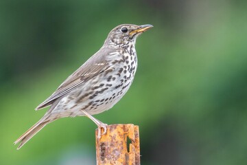 Closeup of a small Song thrush perched atop a rocky surface in a lush green on a sunny day