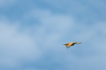 Closeup of a European bee-eater flying in the sky with its wings outstretched on a sunny day