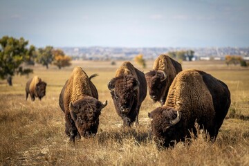 several bison standing in a grassy field next to trees to their backs