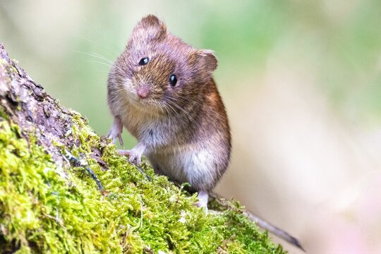 Closeup of a bank vole perched atop a tree branch with a blurry background