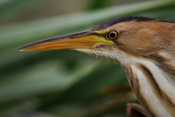 Closeup of American Bitter Bird.