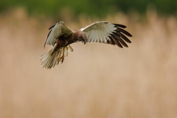 Marsh harrier soaring through the sky over a barren landscape of dry, brown grass and shrubbery.
