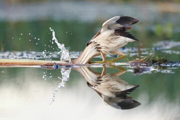 Obraz premium Female little bittern looking for a prey in the water.