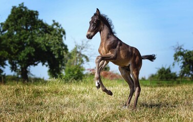 Athletic equine striding through a lush field of grass.