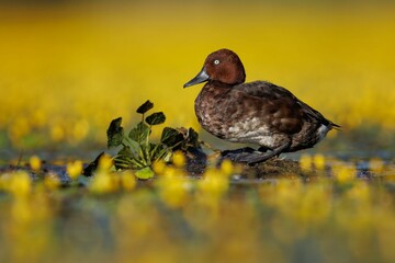 White-eyed duck perched on the ground near a patch of yellow flowers.