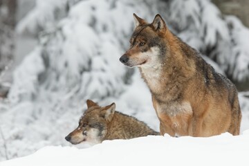 Two majestic timber wolves in their natural habitat, surrounded by a blanket of snow.