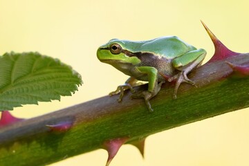 Emerald green frog perched atop a sturdy tree branch.