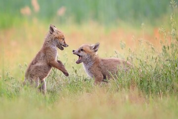 Pair of baby foxes playing in the lush grass of a field