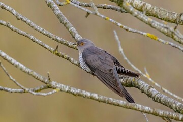 Cute little cuckoo perched on the branch of a tree, looking around its surroundings