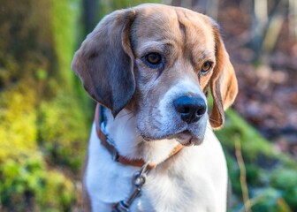 Closeup of a beagle in a forest