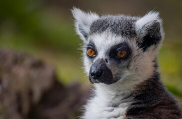 Closeup portrait of a lemur sitting in green grass