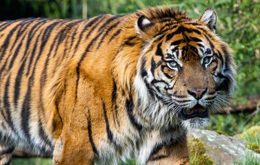 Fototapeta premium Closeup of a Bengal tiger walking in a lush grassy forest