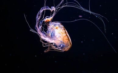 Closeup of a jellyfish swimming underwater