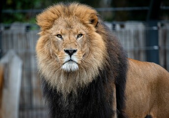 lion with black mane and large mane on green area next to fence