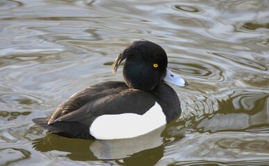 Majestic black duck gliding gracefully through the still water