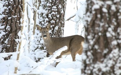 Charming young deer standing in the snow in a wintertime forest, surrounded by tall trees