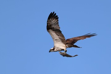 Osprey bird with a flatfish in its claws flying through a clear blue sky