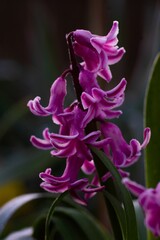 Closeup shot of a hyacinth flower in the morning.