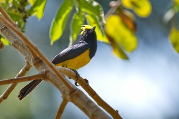 Birds isolated on clear background