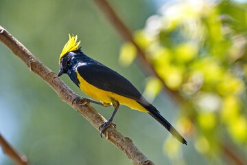 Selective focus shot of a sultan tit bird perched on a tree branch