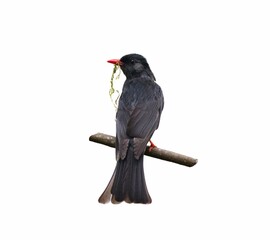 Beautiful black bulbul bird with grass in its beak on a branch isolated on a white background