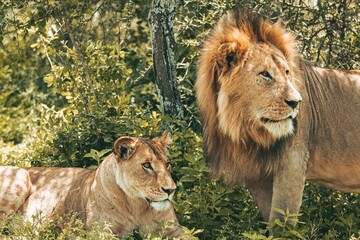 Powerful lioness and lion standing in a lush green forest together