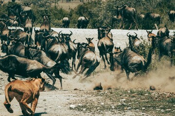 Herd of wildebeests running on a dusty field escaping a lion predator