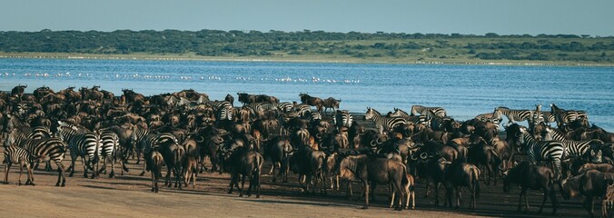 Panoramic shot of a group of wildebeests and zebras standing near a body of water