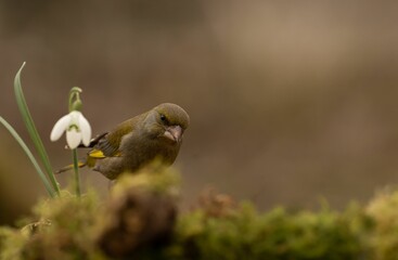 Greenfinch in its natural habitat