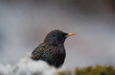 Selective focus shot of a common starling bird perched in a park