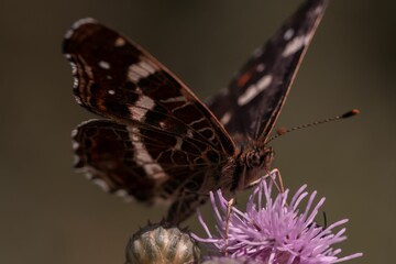 Beautiful butterfly perched atop a vibrant purple flower on a blooming branch