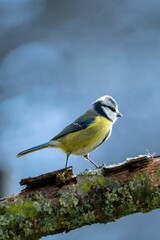 Vertical shot of a Eurasian blue tit perched atop a leafy tree branch in a lush forest setting