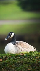 Vertical shot of a goose in a field under the sunlight with a blurry background