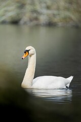Vertical shot of a white swan gliding across a tranquil lake