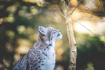 a lynx looking into the sun and enjoying the warmth.