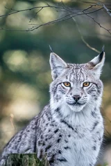Poster Portrait of a beautiful lynx with unsharp background. © Wirestock